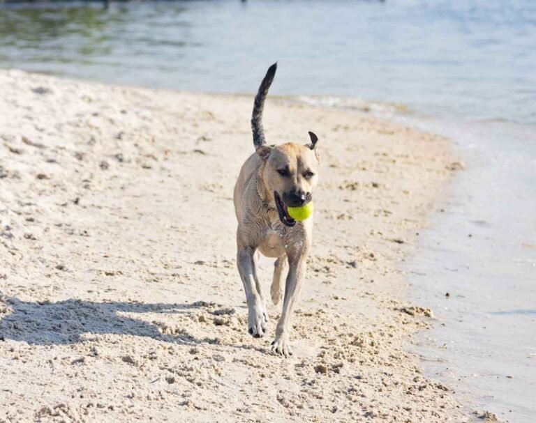 Dog at the beach. How dog-friendly is Tampa, Florida