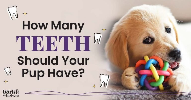 How Many Teeth Should Your Pup Have