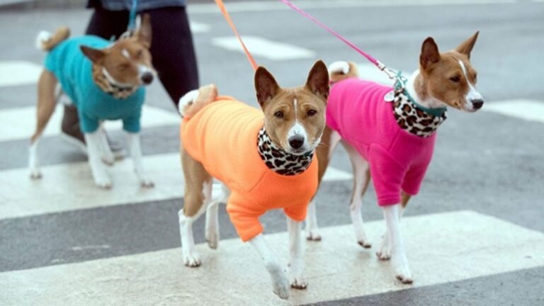 How owning a dog could boost your heart and brain health- The Week