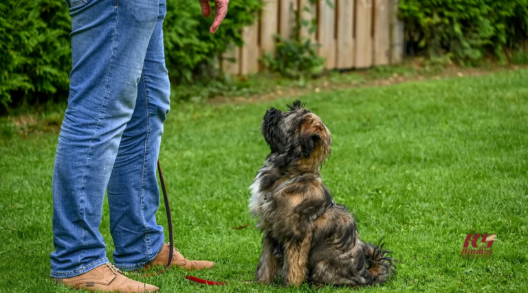 How to Evaluate Conflicting Dog Training Advice