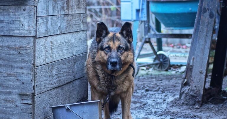 How to Handle an Aggressive Dog: Safety Tips and Expert Advice for Avoiding Bites