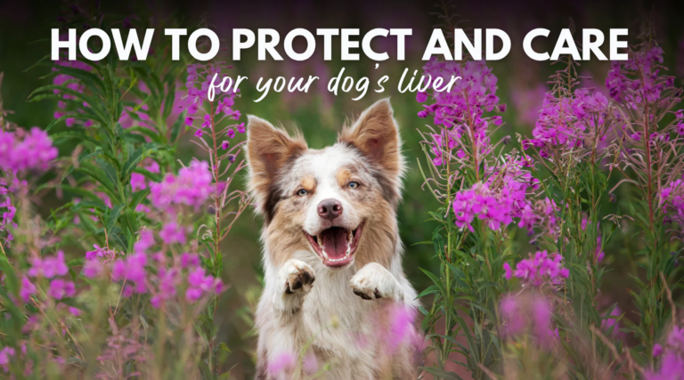 How to Protect and Care for Your Dog’s Liver – Dr. Dobias International