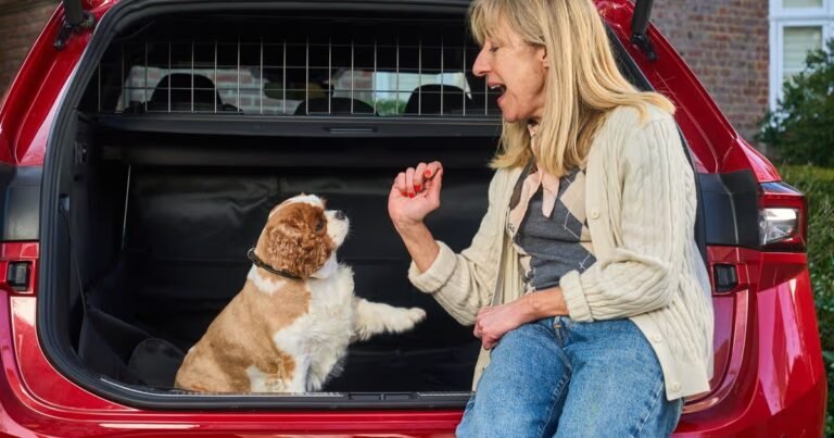 How to train your pet for stress-free car journeys in six simple steps