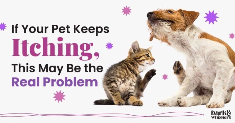 If Your Pet Keeps Itching, This May Be the Real Problem