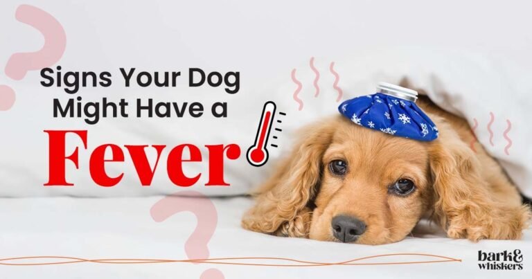 Is Your Furry Companion Running Hot? How to Spot a Fever