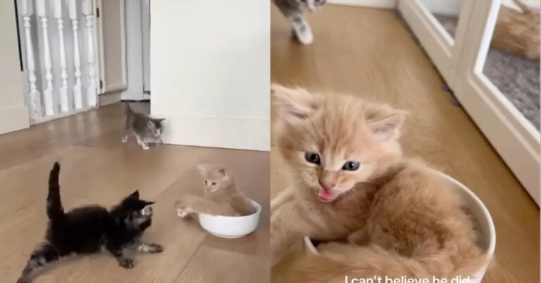 Kitten Mischievously Pushes Sibling into Water Bowl in Viral Video