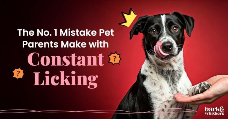 Lick Granuloma - Dog Skin Injury Caused by Chronic Licking