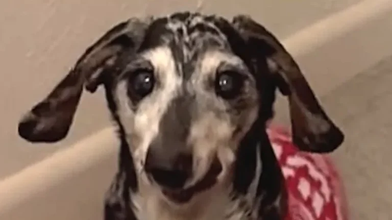 Meet Ernie, the Sweetest Old Soul