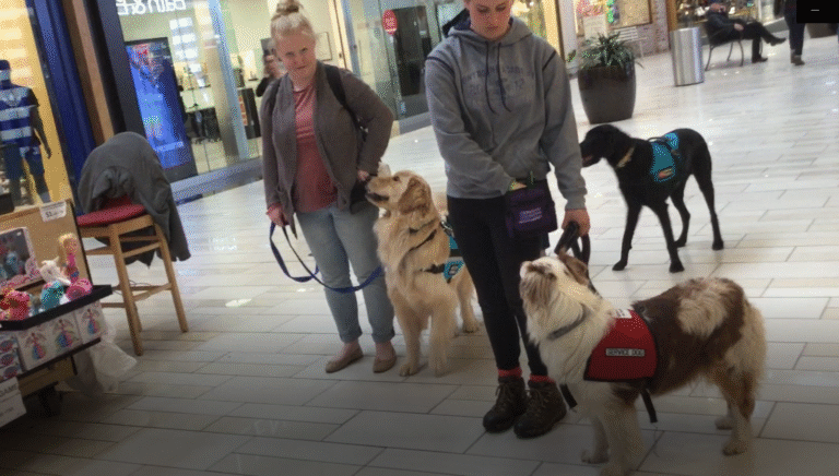 My Service Dog is Distracted by Other Dogs! What should I do?