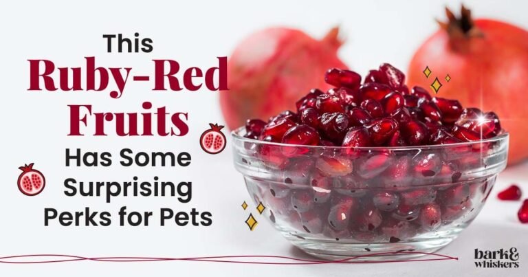 Pomegranate Could Be Your Pet's New Fave