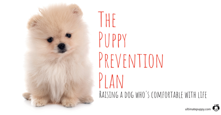 Puppy Prevention Training: Raise a Dog Comfortable With Life : Ultimate Puppy