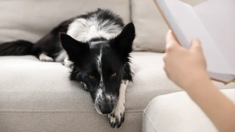 Reading Programs for Sheltered Dogs Reading Programs for Sheltered Dogs