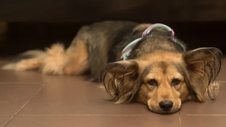 Red Flag Symptoms That Should Always Elicit a Vet Visit