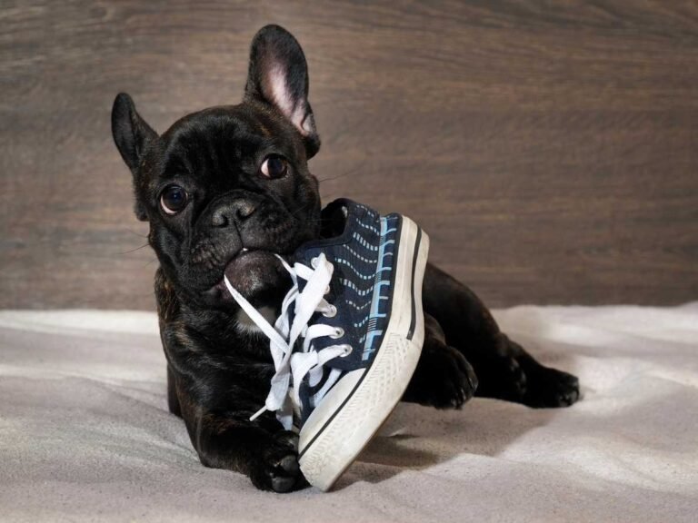 Red flags in Puppy Behavior French Bulldog chewing on shoe. Red flags in Puppy Behavior