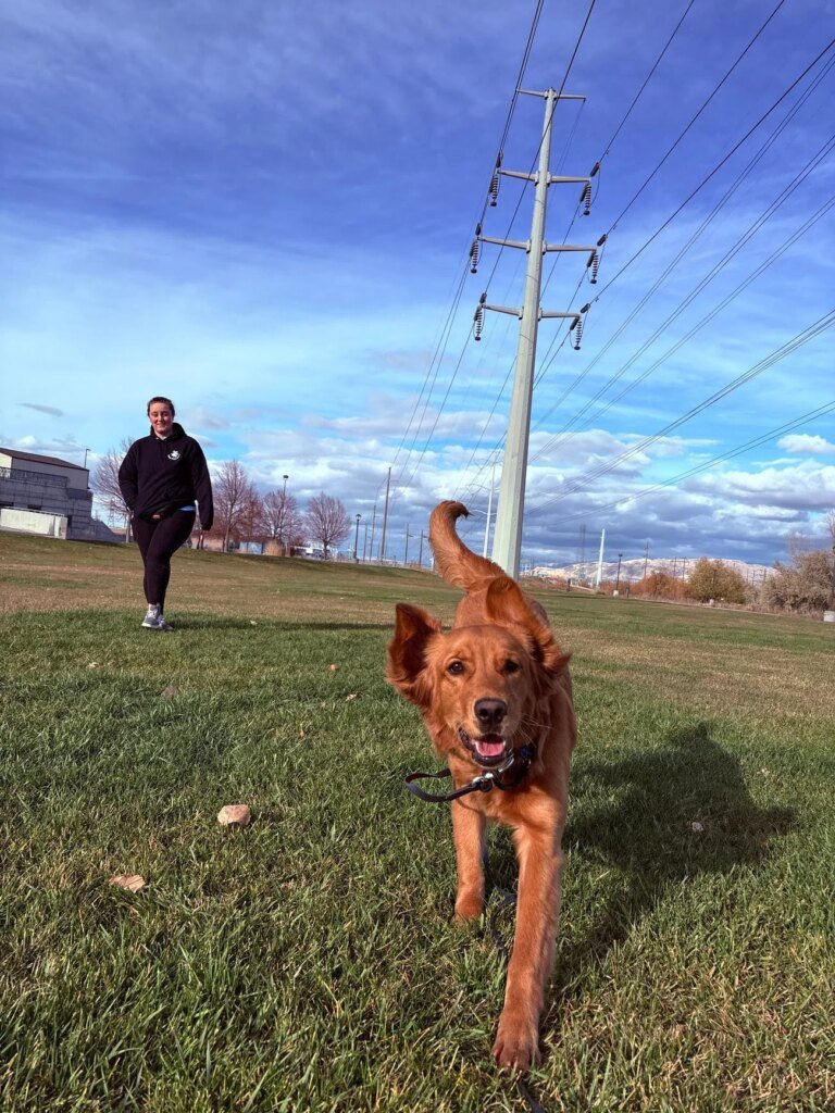 Golden retriever running off-leash toward the camera in a grassy field, wearing an e-collar, with a handler walking behind under a blue sky.