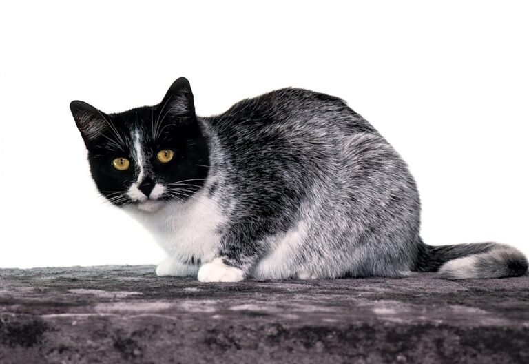 Scientists Discover “Salty Licorice” Cat Coat Pattern Caused by Genetic Mutation