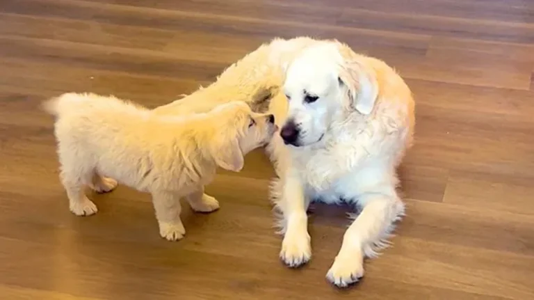 Senior Dog Meets His New Puppy Brother and Instantly Falls in Love