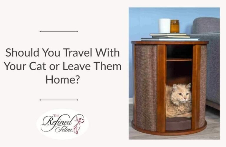 Should You Travel With Your Cat or Leave Them Home?