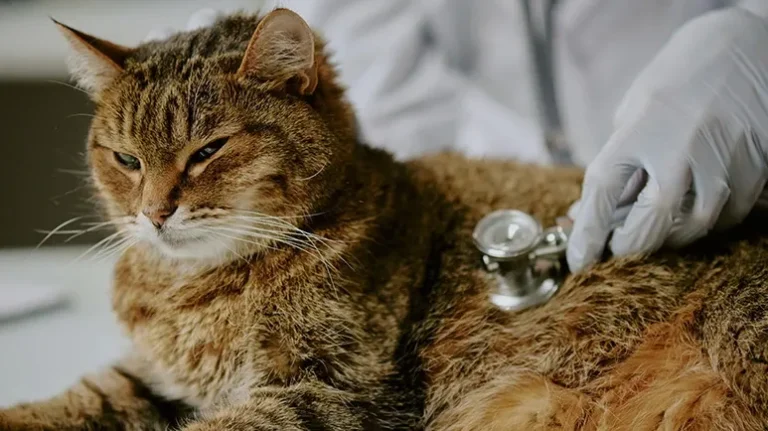 The 5 Most Common Kitty Health Problems