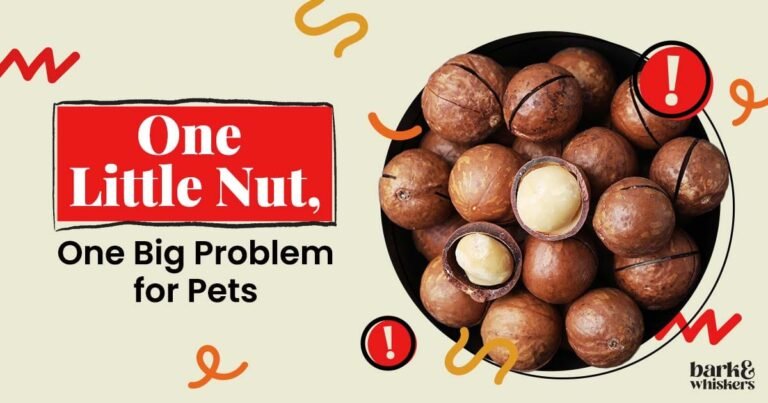 The Dangers of Feeding Macadamia Nuts to Pets