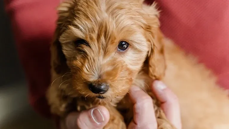 The Hidden Expressions of TLC Hardly Anyone Gives Their Puppy