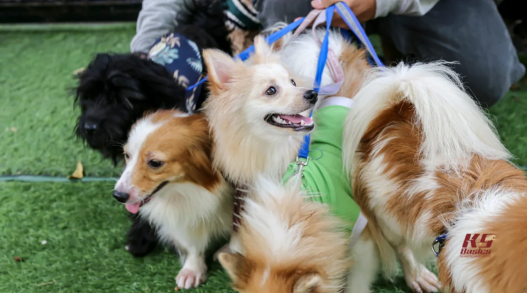 The Hidden Training Cost of Bad Daycare and Why Consistent Care Matters