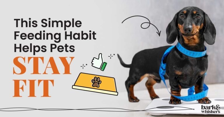 This Simple Feeding Habit Helps Pets Stay Fit