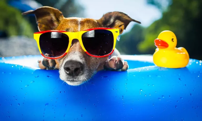 Tips to protect pets during Chennai’s scorching summer - News Today
