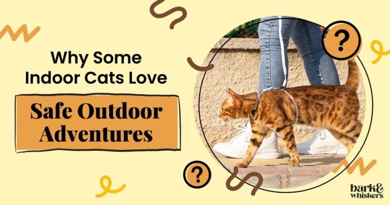 Training Your Cat to Walk on a Harness and Leash