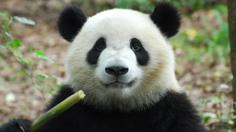 Understanding the Giant Panda's Digestive System