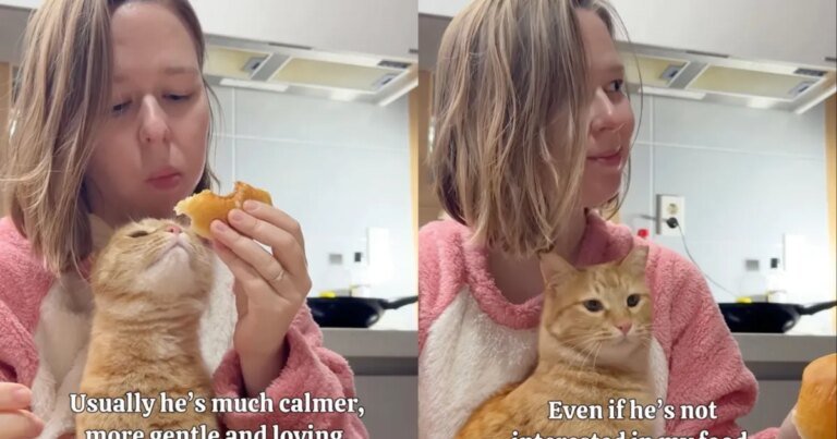 Video: Adopted Cat Likes to Stay Close to Owner During Meals
