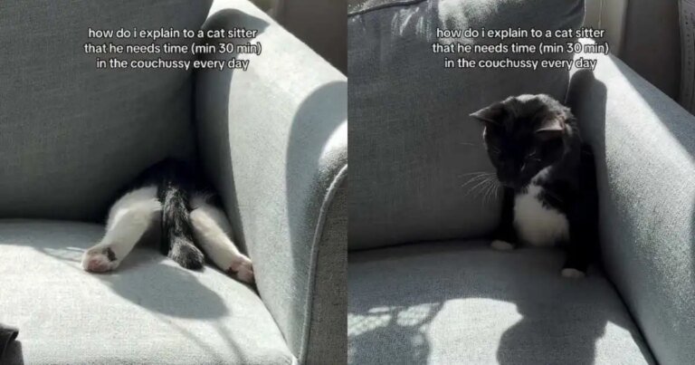 Video: Cat Disappears Into the Couch Every Day for at Least 30 Minutes