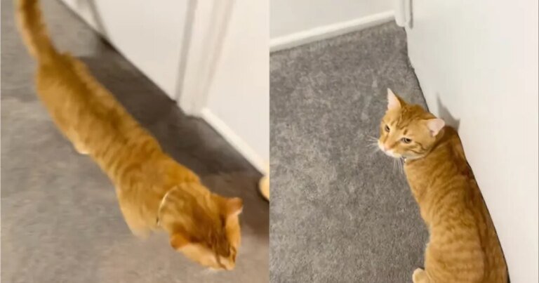 Video: Cat Doesn’t Like Owner Following Him Around