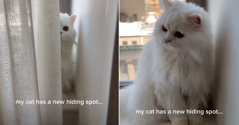 Video: Cat Hides From Mom in Perfect New Spot
