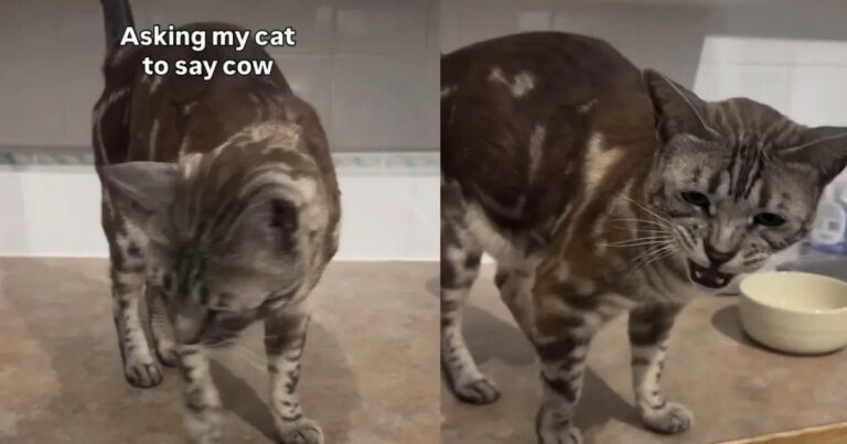 Video: Cat Impresses Internet by Adorably Saying ‘Cow’