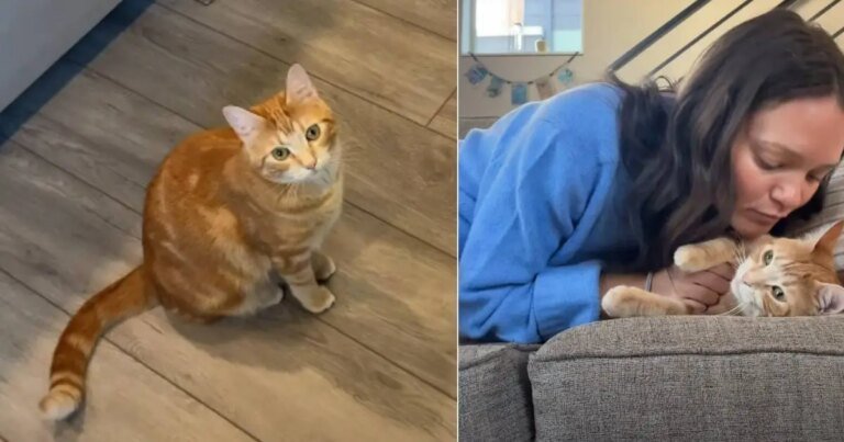 Video: Cat Leads Owner to Couch for Snuggles