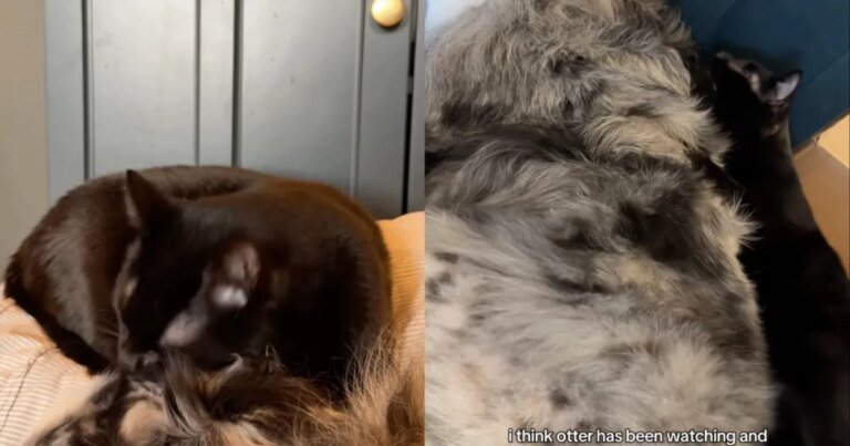 Video: Cat Wants To Help Senior Dog Recover After Surgery