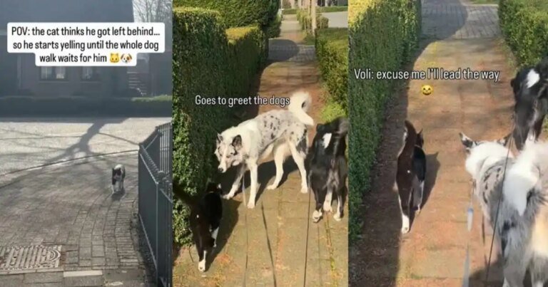 Video of Cat Finding His Way Back to the Owner Ends Unexpectedly