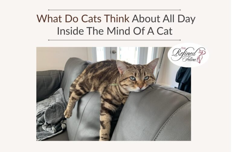 What Do Cats Think About All Day Inside The Mind Of A Cat.