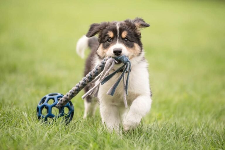 What age should your dog go to obedience training? Puppy playing in grass.