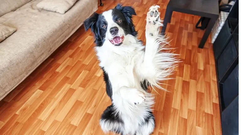 What's Your Dog Trying to Say When She Does That?