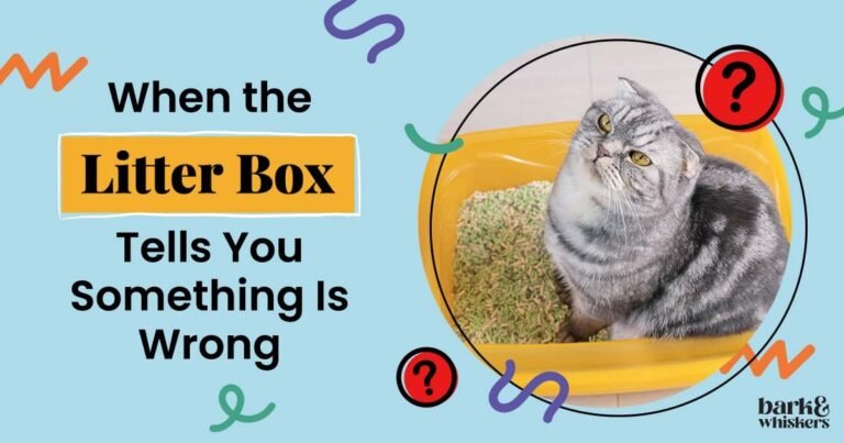 When the Litter Box Tells You Something Is Wrong
