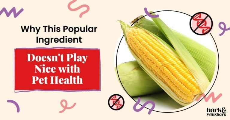 Why Is Corn Not Recommended for Pets?