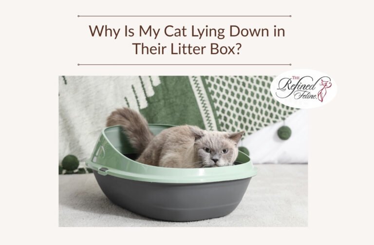 Why Is My Cat Lying Down in Their Litter Boximg