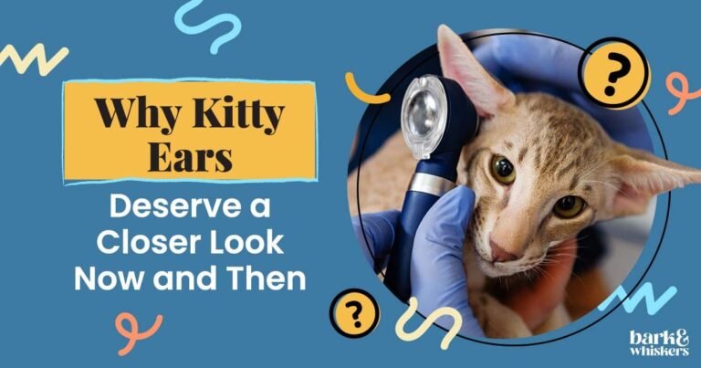 Why Kitty Ears Deserve a Closer Look Now and Then