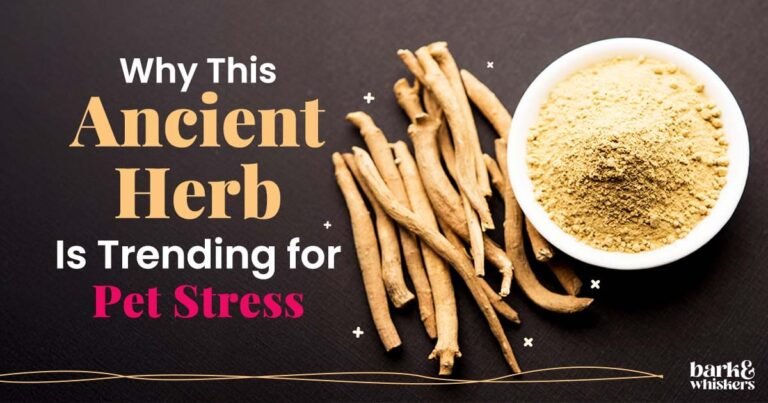 Why This Ancient Herb Is Trending for Pet Stress