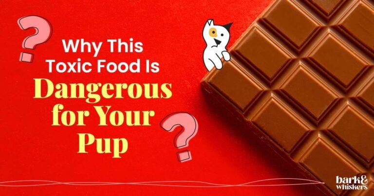 Why This Toxic Food Is Dangerous for Your Pup