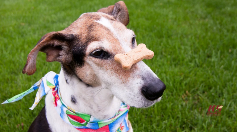 Why Your Well-Trained Puppy Falls Apart in Group Classes and How to Prepare Them