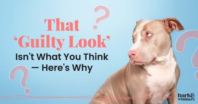 Your Dog Feels No Shame