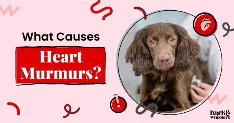 Your Vet Heard a Heart Murmur